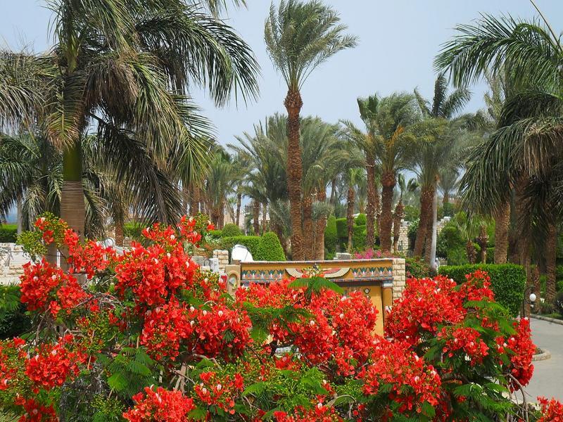 Jasmine Village Hurghada Eksteriør bilde